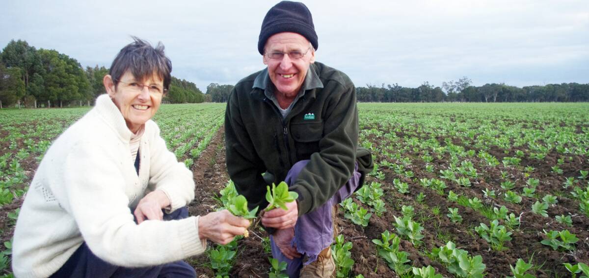 Bean boost: Gippsland farmers Judy and Alan Paulet said beans were grown to improve ewe conception rates and lamb turnoff rates.