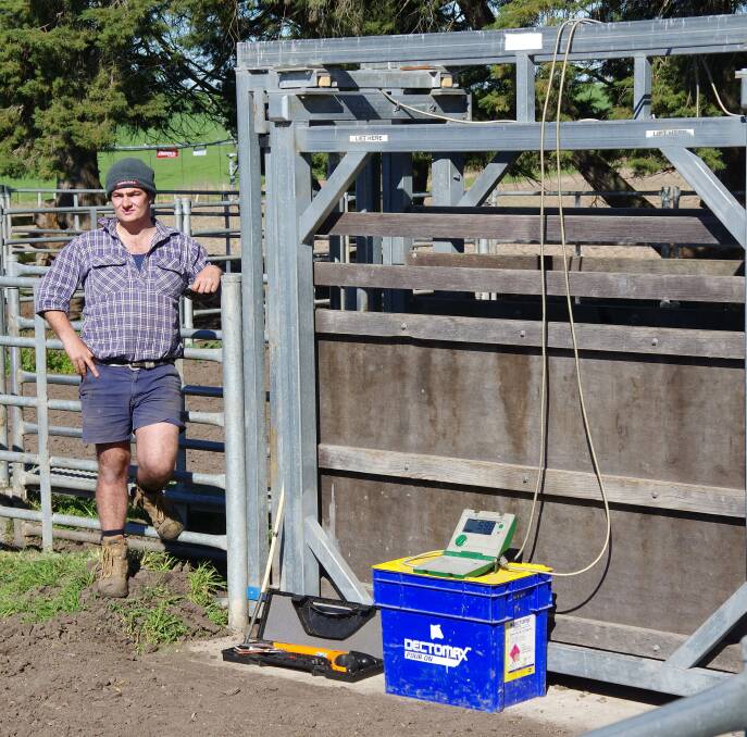 Efficient: Bonnacord Ingram employee Caleb Waites with the Ruddweigh weigh bars and Gallagher electronic animal ID scanner.
