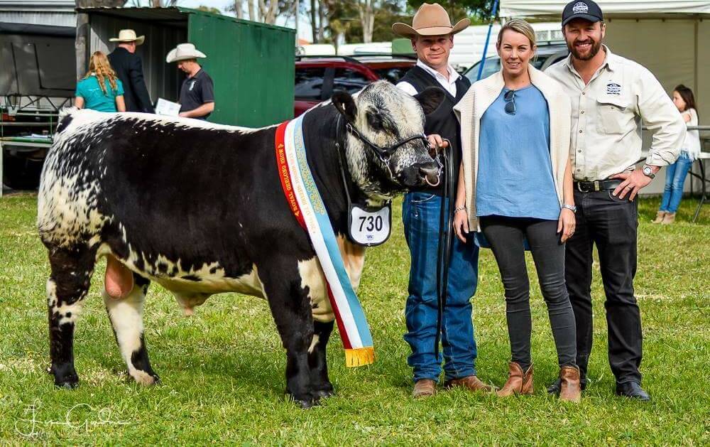 Sarah and Jason Keays with stud manager Erin Grylls holding Fish Creek Farm Thunderstruck L1, the most decorated Speckle Park bull in Australia.