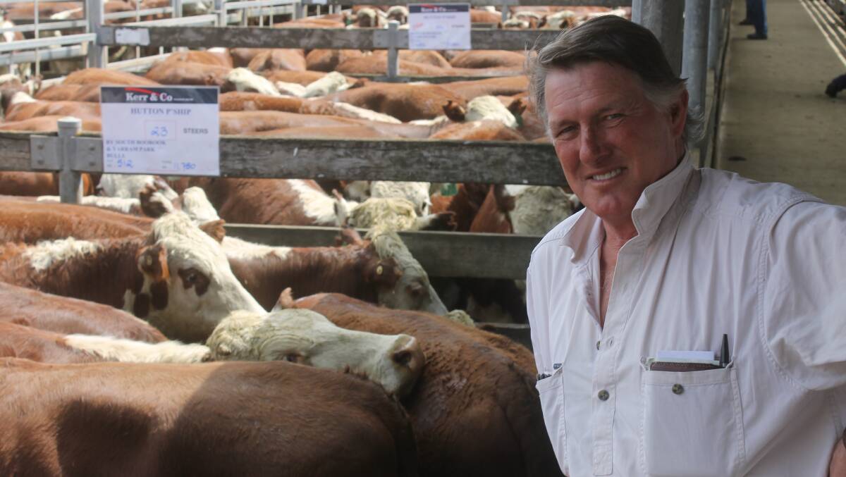 Tim Hutton, Nigretta, with the last of his Cheviot Hills-bred Hereford steers at Hamilton on Tuesday.