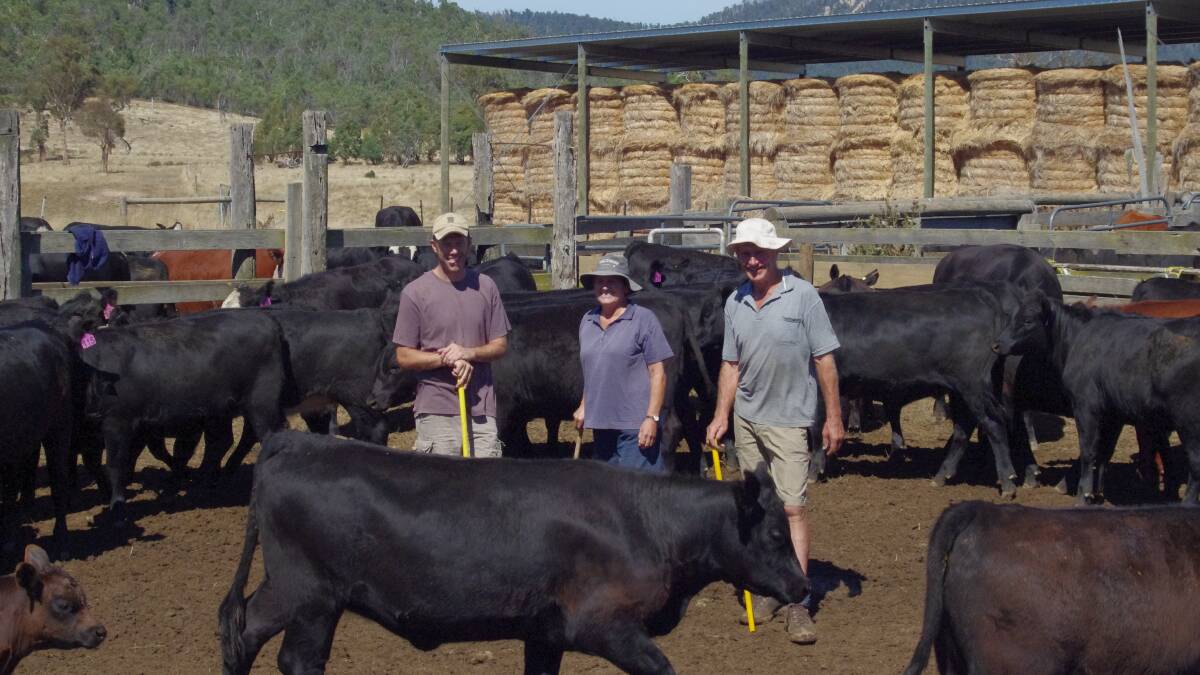 Alison and Geoff Burston, Benambra, have drafted nearly 200 8-11mo Angus and Black Baldy steer and heifer calves, Dunoon bloodline, for the high country calf sales.