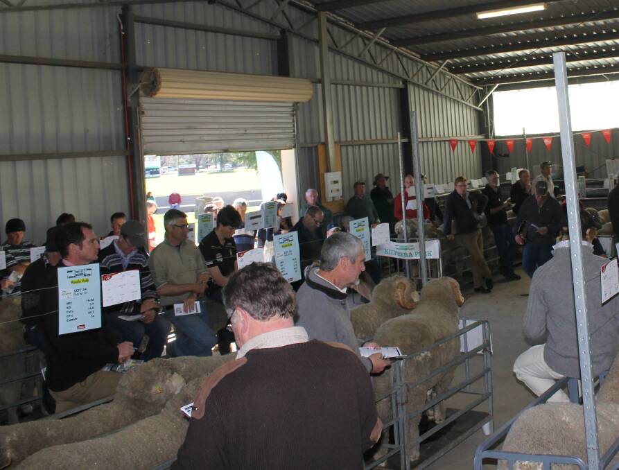 Another good crowd is also expected at the Merino ram sale. 