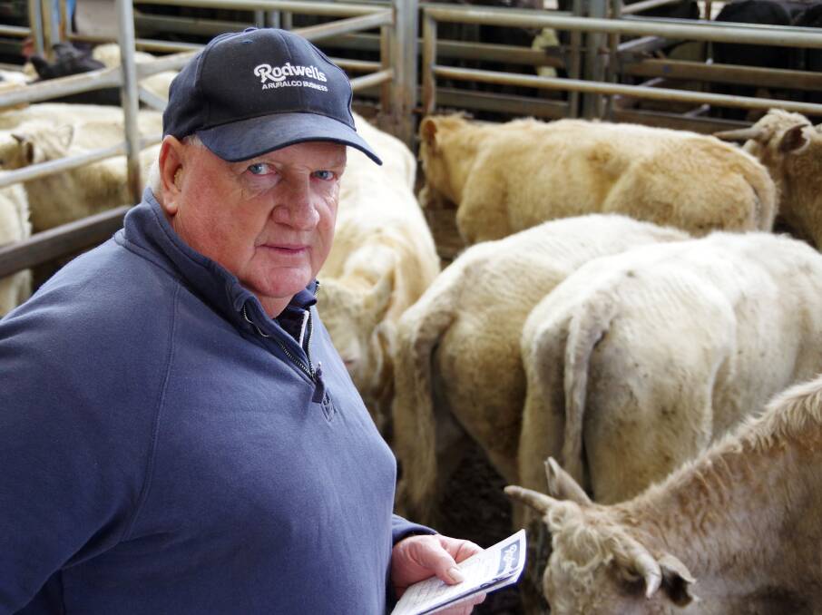 Rodwell's Sale's Don McMillan bought this pen of 10-12mo Charolais steers at Bairnsdale on Friday, at $1290, on behalf of Chris Jones, Longford.
