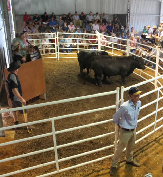Positive: Prices are expected to be strong during this spring bull selling season in Victoria. 