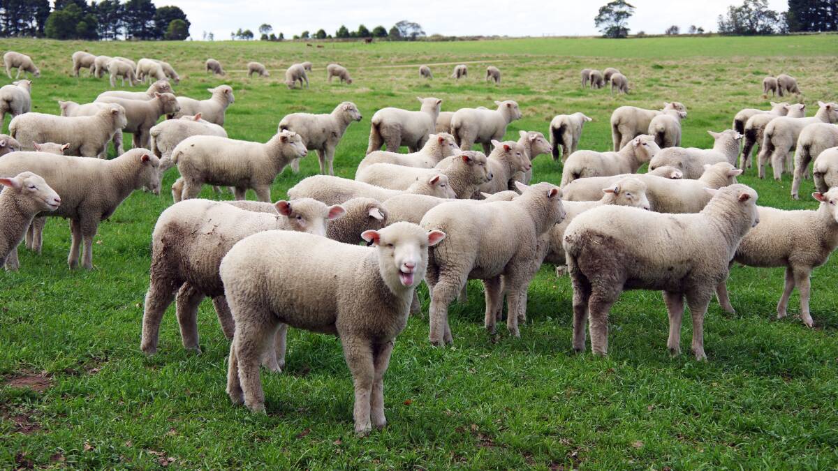 Prime lambs after separating from their ewes last week, will grow out to be sold at 50kg over-the-hooks.