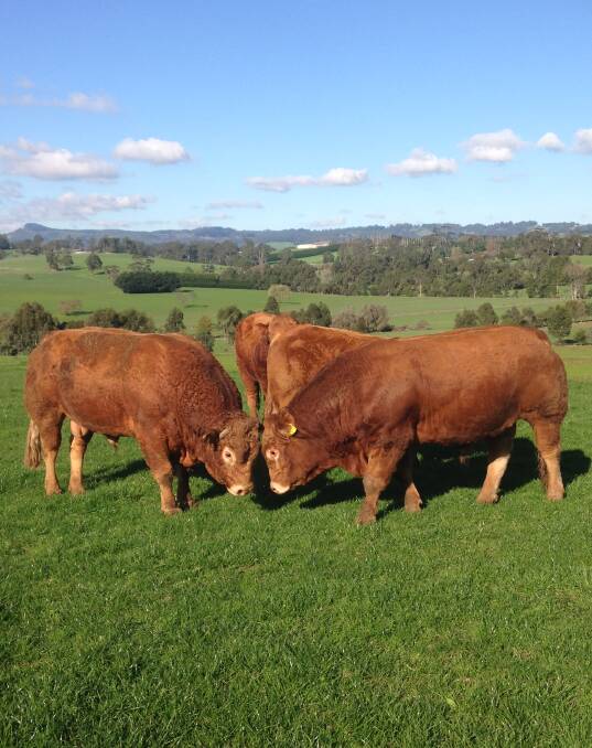 On offer: Alan and Liz Griffin at Sharoy Park Limousin stud, Warragul South, will have five lots available on August 11 at Pakenham VLE.