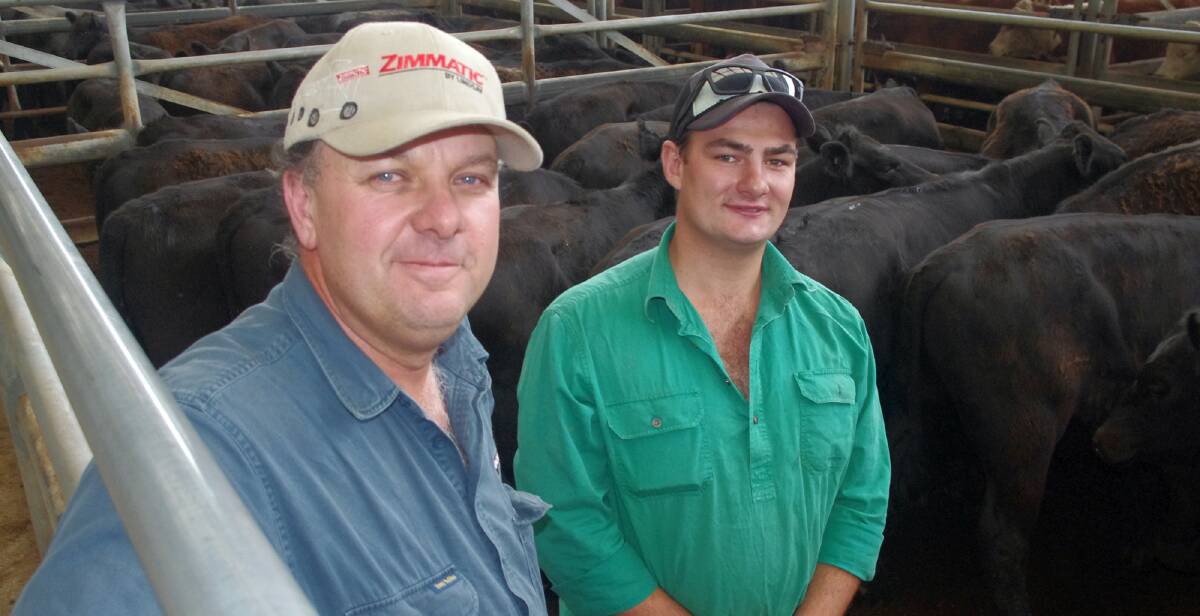 Bonnacord Ingram Lindenow's Murray Ingram and Caleb Waites bought several pens of weaner steers including this pen, vendor GC May, Carrajung, paying $1000/head.