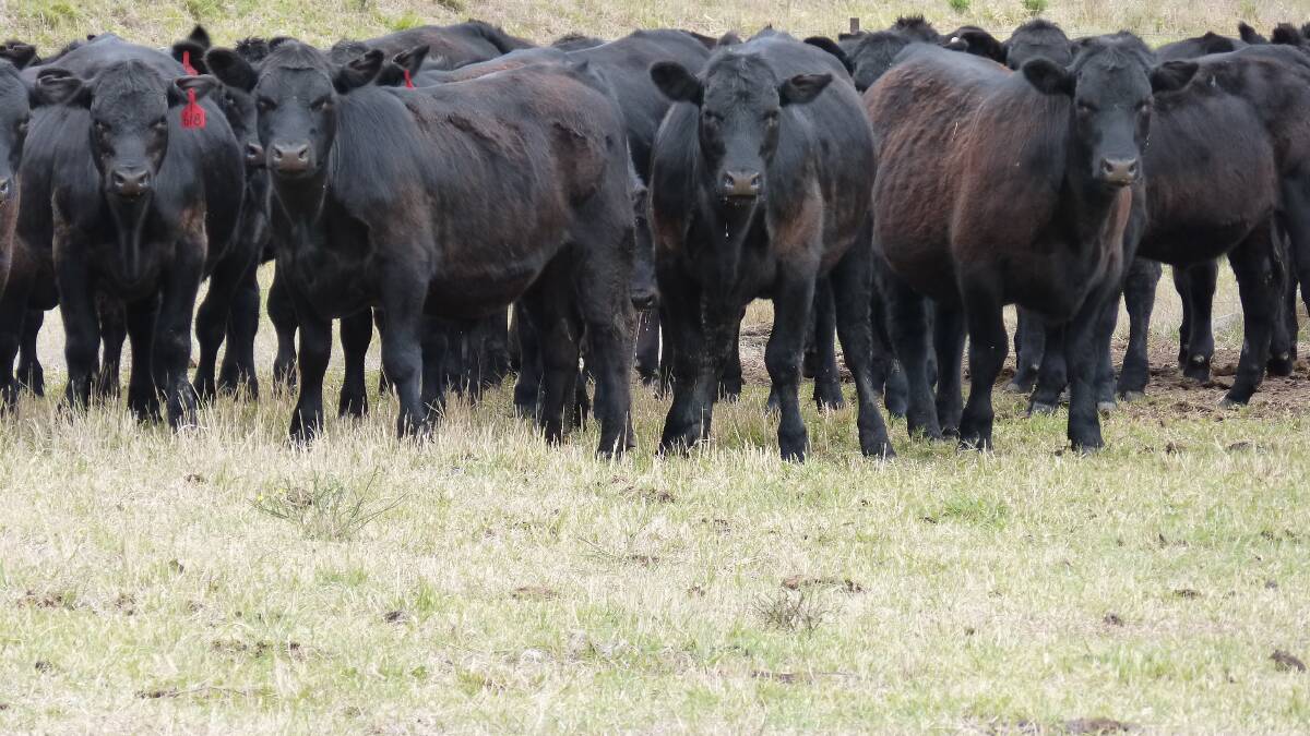  210 Angus steer and heifer calves in the Elders Black Cattle sale at Omeo.
