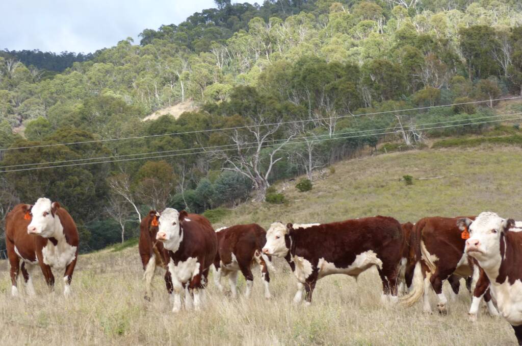 Just some of Peter Faithfull's 180 Hereford steers and heifers that will be offered at Omeo, Wednesday March 15.