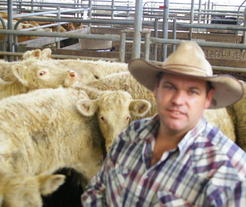 BUYING: Commission livestock agent, Leigh Warne, LG Warne Livestock SE-SA, with some of the 450 head of cattle bought at Colac for interstate operators.