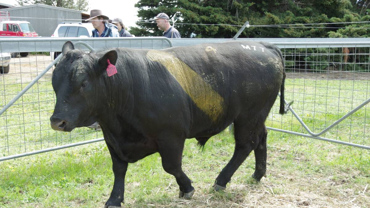 Leawood Angus tops at $6000