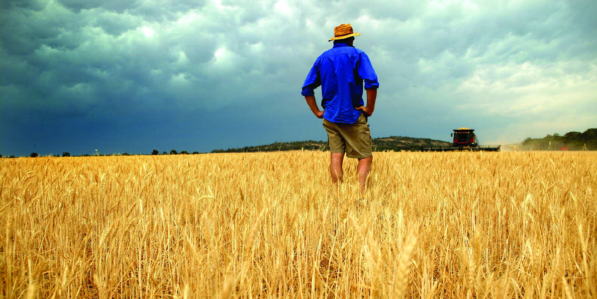 Wheat hit: The El Nino has hit Victorian crops in the Wimmera and Mallee region hard. 