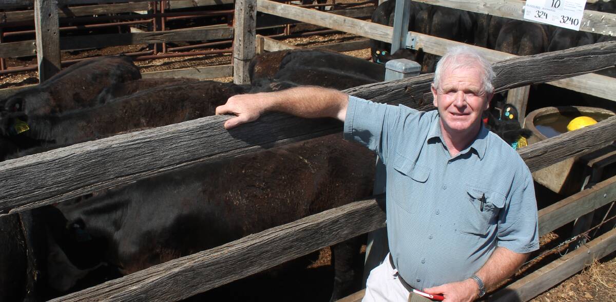 REWARD: Greg Cook, Ayrhaven, Brimboal, sold 31 steers to 342c/kg at Casterton on Friday. 