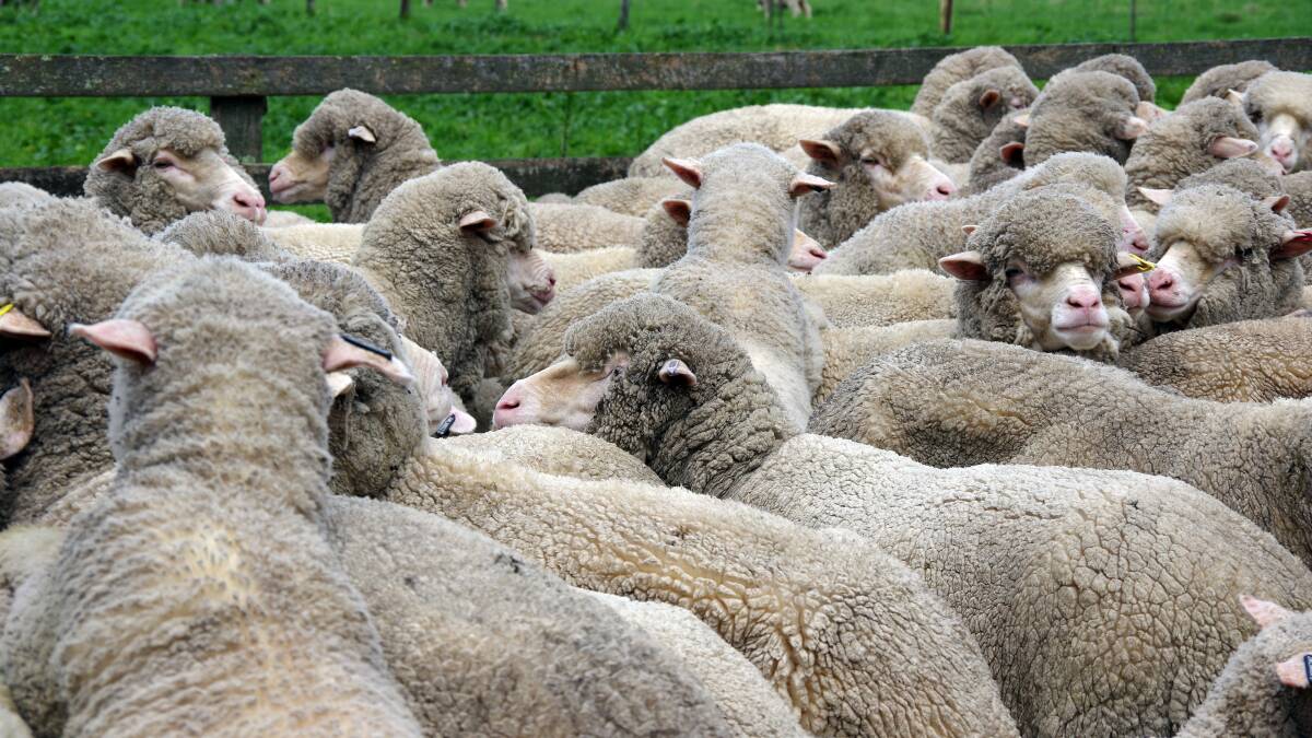 Merino ewes are joined to Merino rams while 500 first-cross Border Leicester-Merino ewes are joined to Poll Dorset and White Suffolk rams.