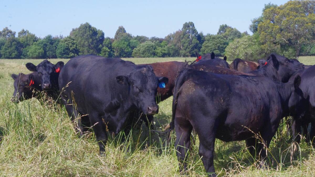 Dunoon bulls are used to breed cows to produce Dunoon and Anvil bloodline steer and heifer calves for the mountain calf sales.
