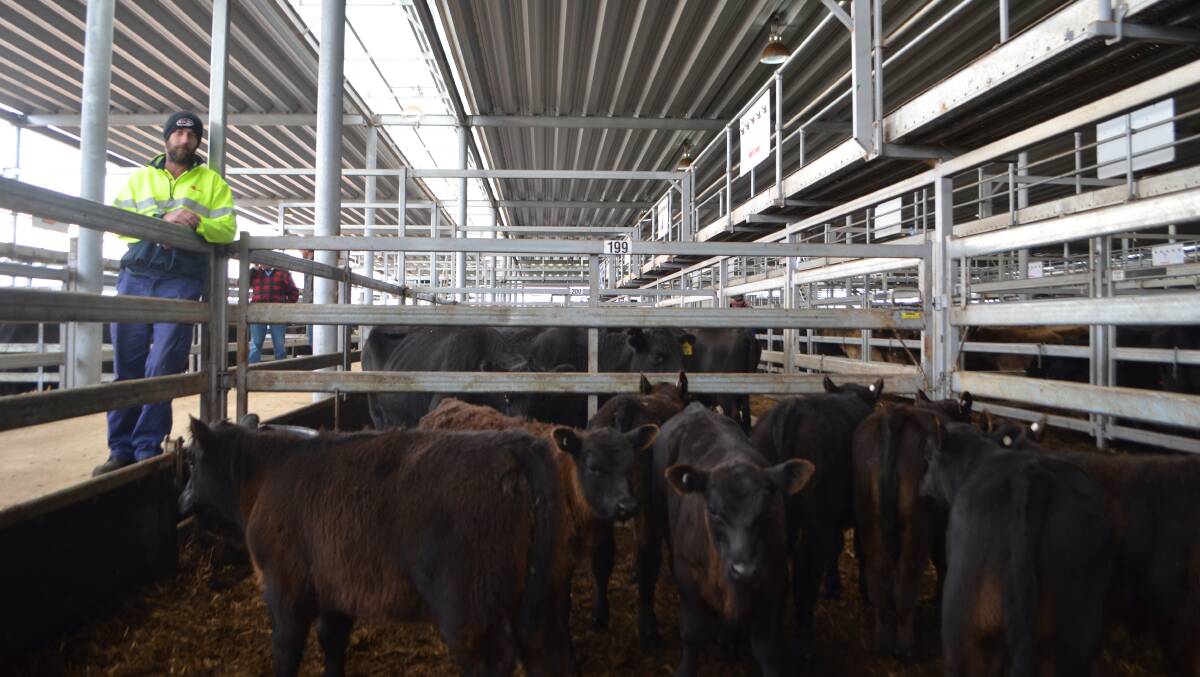 Justin Blair, Holbrook, sold eight Angus cows with calves and rejoined to Fernhill Angus bull for $2180. He had a second pen of five cows with calves sell for $1800.