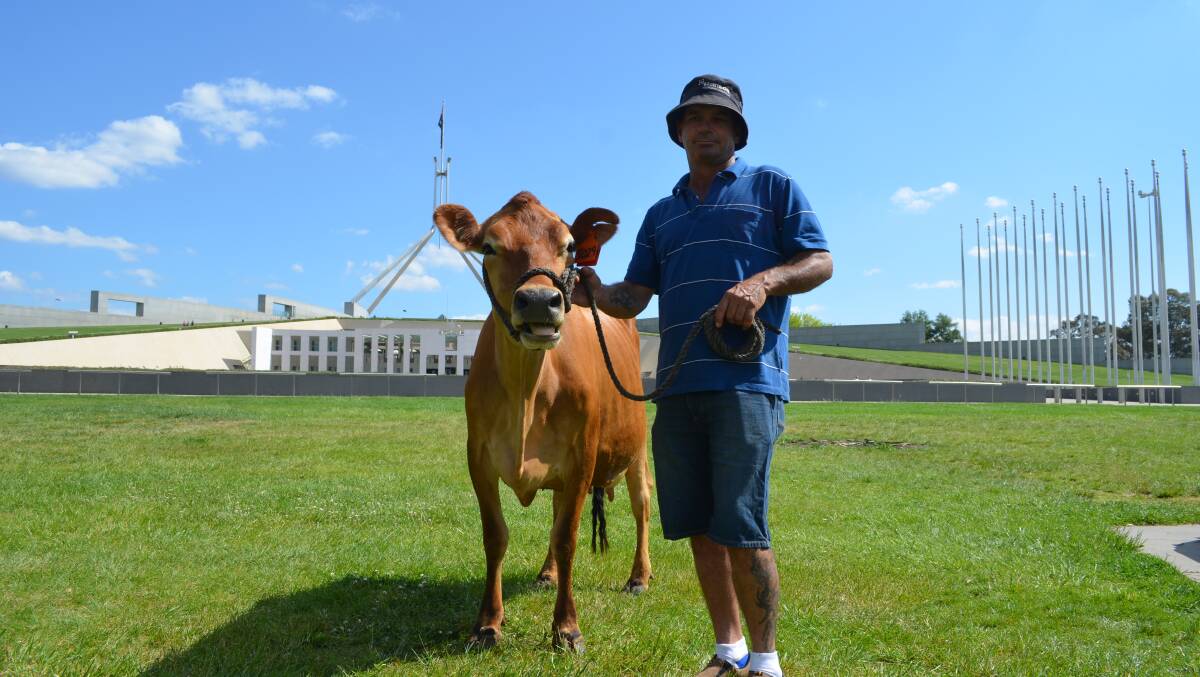 Cowra, NSW, dairy herd manager Jamie Stewart brought along his Jerseys to graze on the grass in front of Parliament.