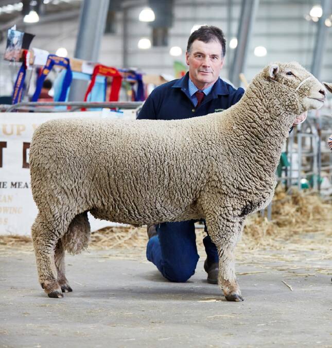 FEATURE: Southdowns are this year's feature sheep breed at the Royal Melbourne Show. Graeme Dehnert, Fernhill Stud, Ballan, took his Southdowns to last year's show.