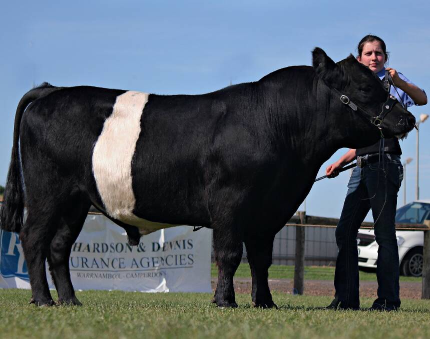 Young gun: Rachel Alexander with one of her Belted Galloway bulls. Rachel is keen on a future in agriculture. 