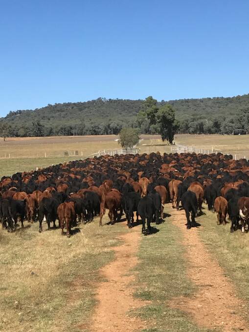 For the past three years, the steers have gone to Oakey Queensland at 12-14 months and the cull heifers have been going to Coles.