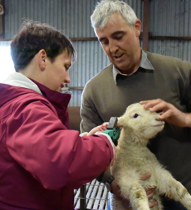 Minister for Agriculture Jaala Pulford tagging a three-week-old lamb with Will Hanson, Irrewarra Sheep Farm, Colac during the recent announcement. 
