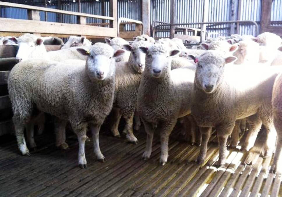 Prime lambs are sold over-the-hooks at carcass turnoff weights of 22-24kg.