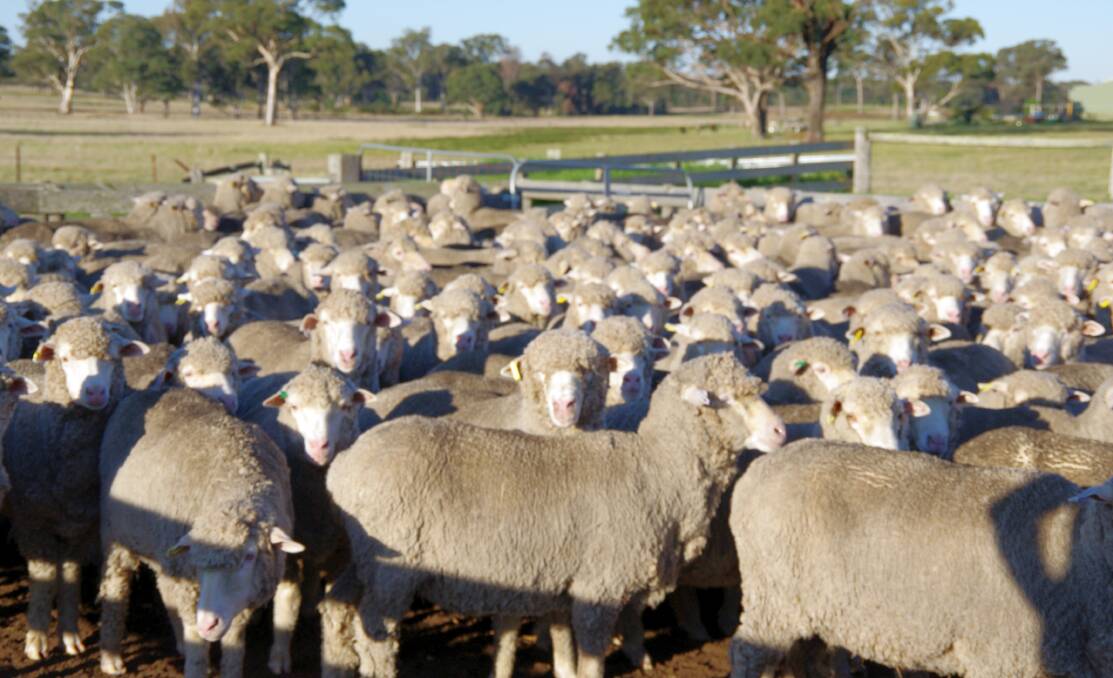 Merino weaner lambs, Robbins farm, Meerlieu.