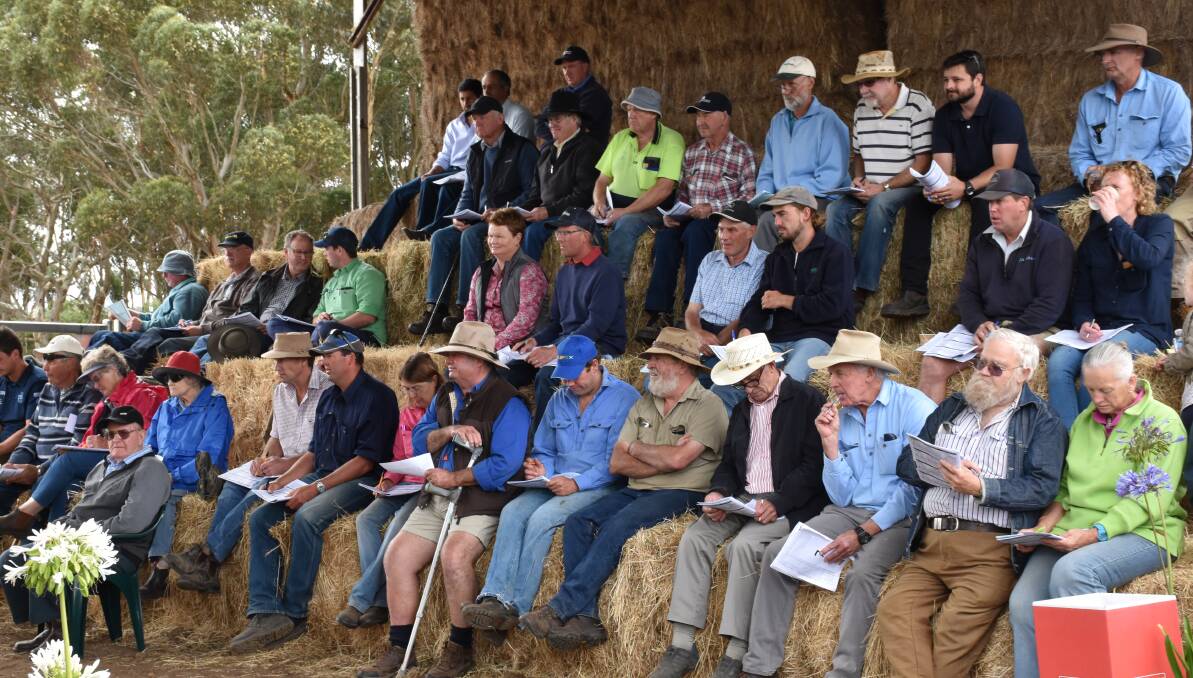 BUYING POWER: There was a big gallery of buyers at Barwidgee's autumn bull sale on Thursday.