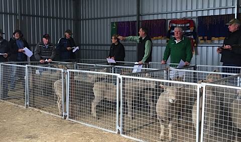 SOUTHDOWN SALE: Chandpara stud principal Andrew Sellars-Jones said buyers were returning for established bloodlines, with good lambing and maturing figures, at their annual production sale last Friday. All 47 rams cleared, to a top of $3300, av $1116, up $294 on last year’s average. All 18 ewes cleared, to a top price of $750, av $667.