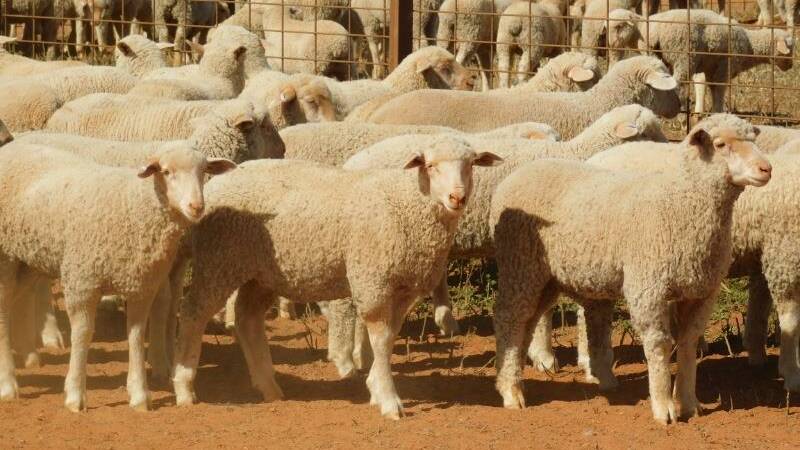 It's likely there will be more weight on new season lambs this year. Photo: AuctionsPlus