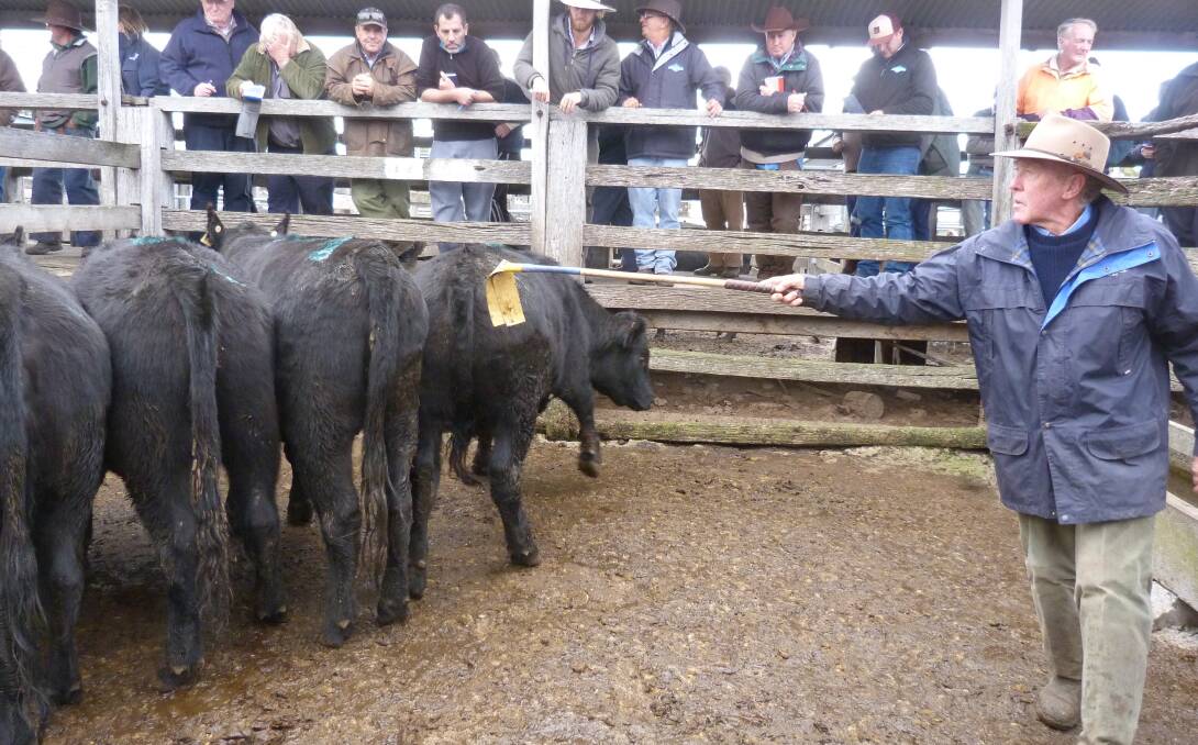 Charles Stewart livestock manager Peter McConachy at a cattle sale in Geelong last year.