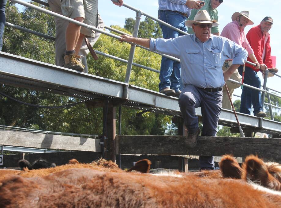 McGrath Rodwells Livestock auctioneer Kieran McGrath said the recent store sale at Kyneton was slightly cheaper than previous markets. The yarding was bigger than anticipated, with 690-head offered.