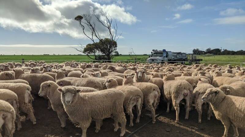 AuctionsPlus has provided new data on how the sheep market performed for the 2019/20 financial year. Photo courtesy of AuctionsPlus.