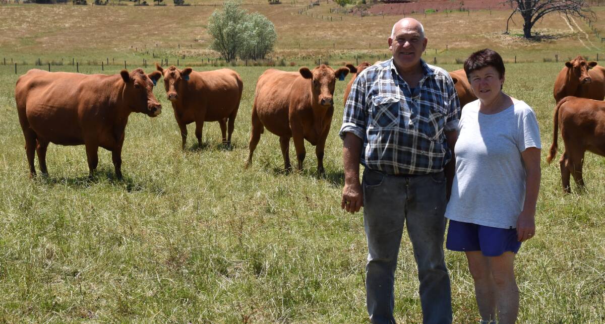 Bob and Sandra Boote join about 125 cows a year, on their 110 hectare property in Drouin South.