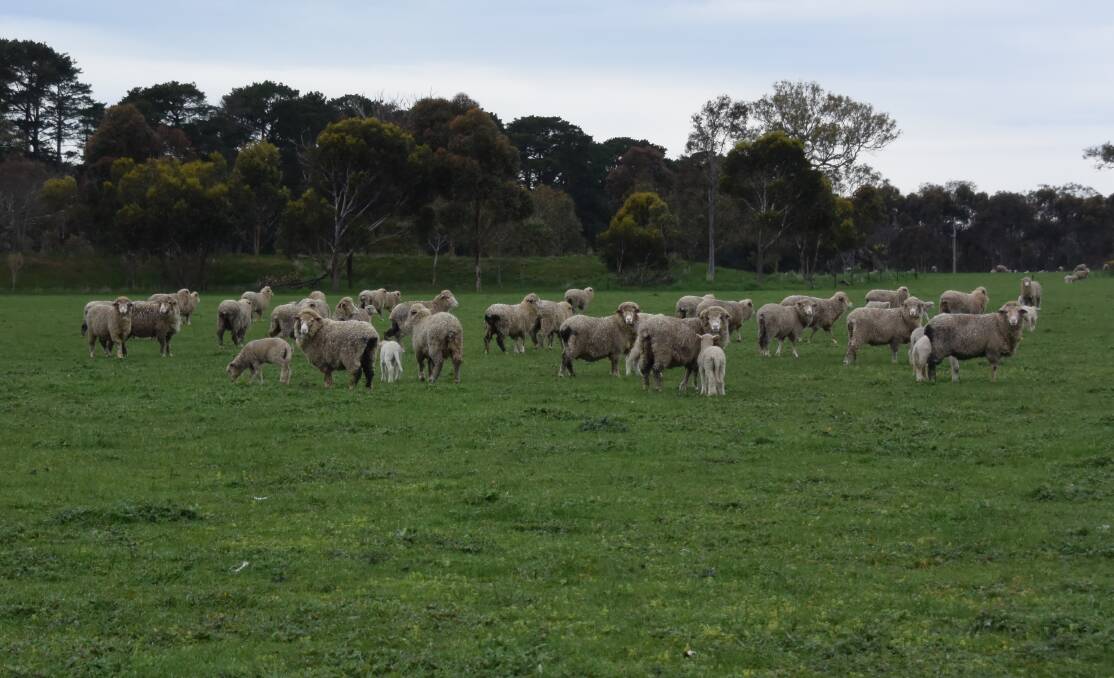 Some of Mr Norton's Merino ewes with their lambs.