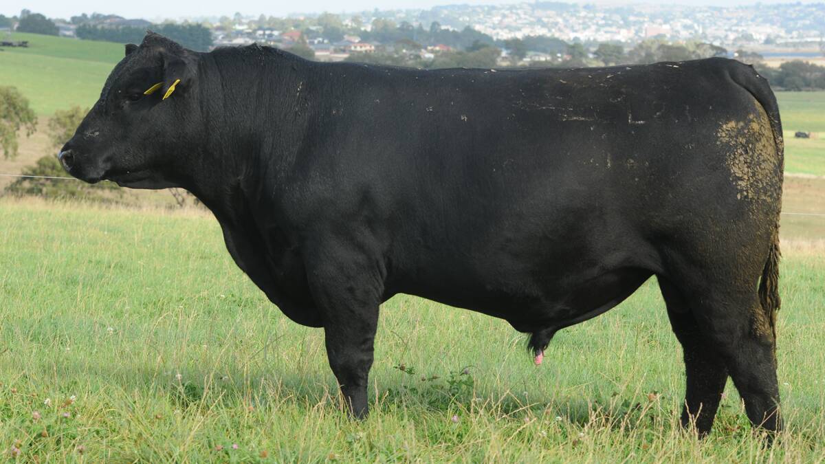 Lot 16, the top-priced bull.