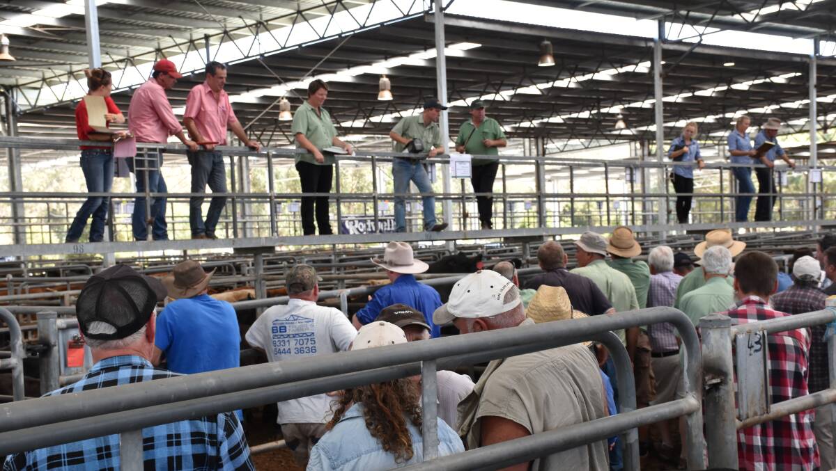 STORE SALE: Cattle on offer at Yea's monthly store cattle sale were "better than expected", with joined heifers selling particularly well, to a lot of feedlot and processor interest.