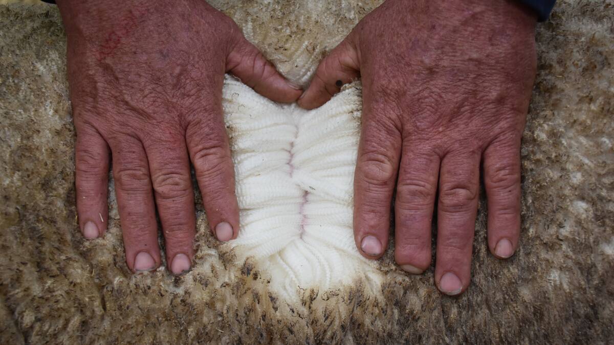 Inside the fleece of the One Oak ram, purchased by Ioness Poll Merinos stud principal Rob Coutts, at Sheepvention earlier this year.