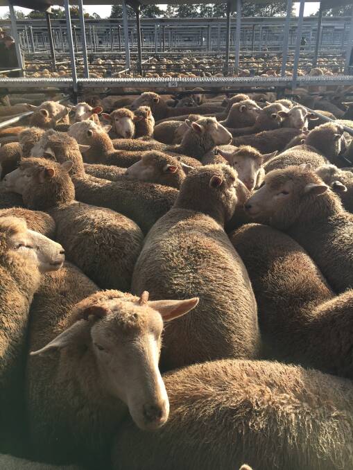 TOP PEN: Chris Frawley, Leigh Creek, topped the market at Ballarat with this pen of 38 lambs, that were estimated at 37 kilograms dressed weight, and reached $250/head.
