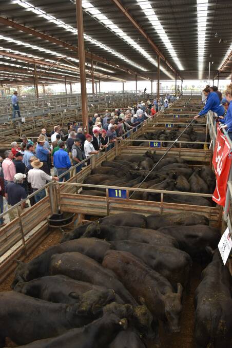 STORE SALE: Pakenham's recent store sale saw strong prices, particularly on high quality cattle, in what was a very mixed yarding of cattle.