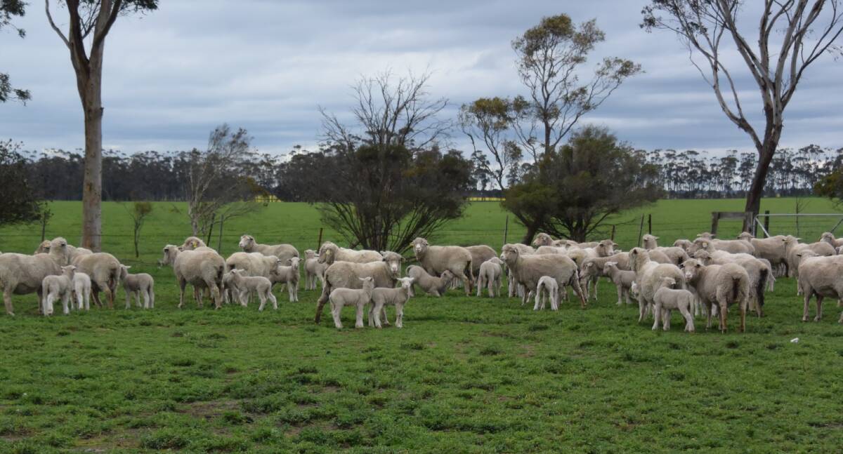 Study finds Merino pregnancies can be detected using wool