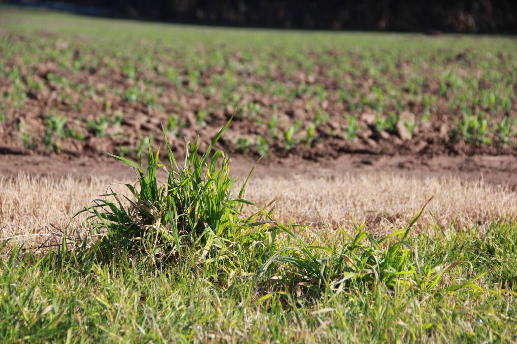 UPS AND DOWNS: Southern Farming Systems warns that keeping weeds to help meet feed demands can come at a cost at the start and end of the season.
