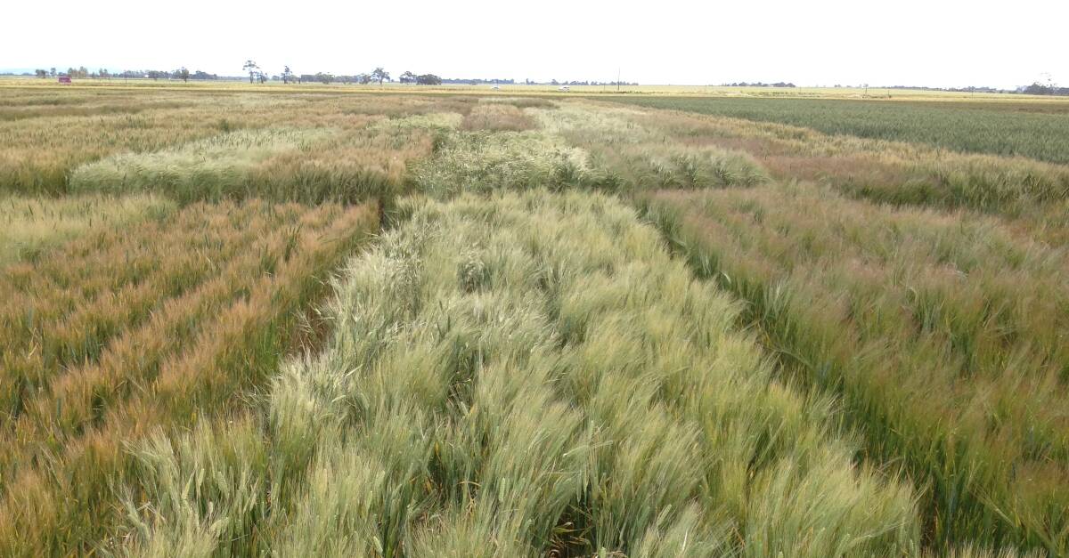 PROSPER: Growers are advised that high biomass production and yield potential will offer most benefit. This field of Scope barley has been treated with Moddus Evo. 