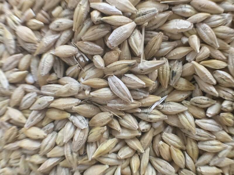 CONCERNS: BCG research shows Scope CL barley is most tolerant to sprouting, while Spartacus CL, La Trobe, Commander and Hindmarsh are more susceptible.