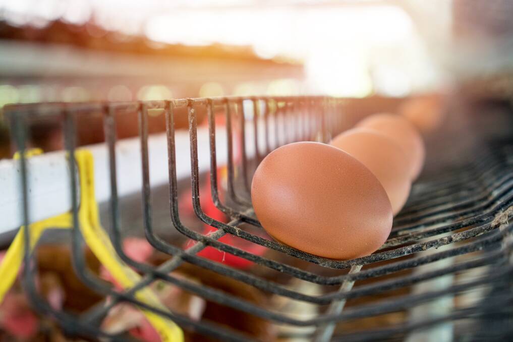 The myth of the egg farming boogie man