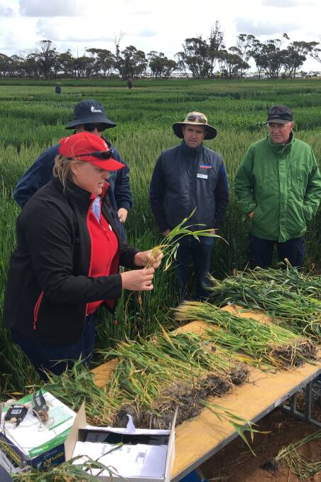 IDENTIFICATION: Birchip Cropping Group senior researcher Kelly Angel showed a group of field day visitors how to spot frost damage in cereal crops. 
