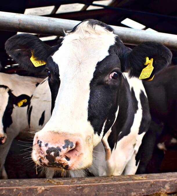 The voices of dairy farmers must be heard