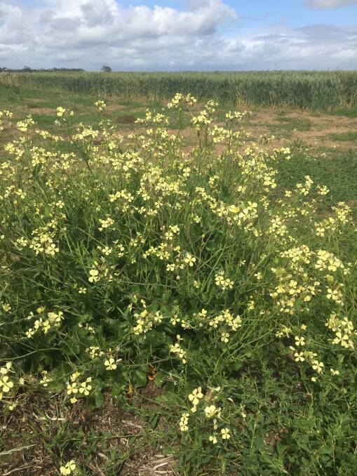 CRUCIAL: Repeated use of herbicides to manage weeds leads to resistant plants. Now is the time to collect seed samples to determine resistance in paddocks. 