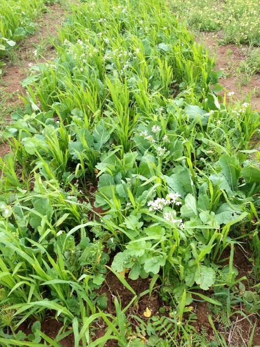 INNOVATION: International trials of cover cropping have shown that the practice can improve soil quality and local conditions could lend themselves to it.