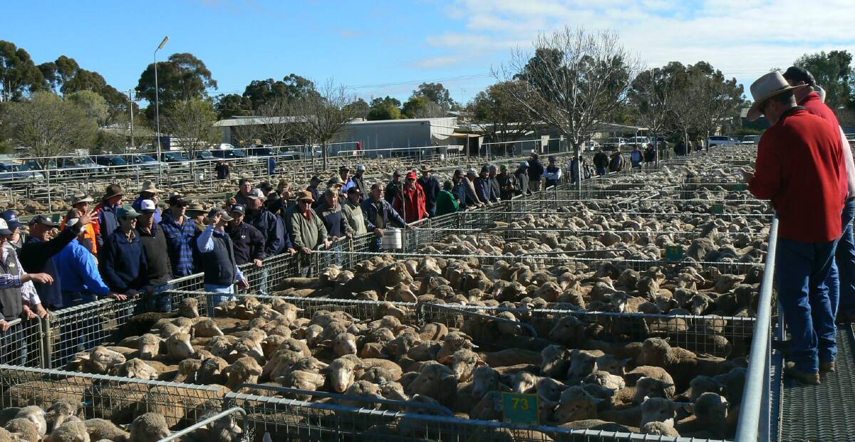 KEPT BUSY: A team of Elders stock agents sell in front of a large Ouyen crowd. The price for heavy lambs eased $10-$15 last week. Trade lambs were also cheaper.